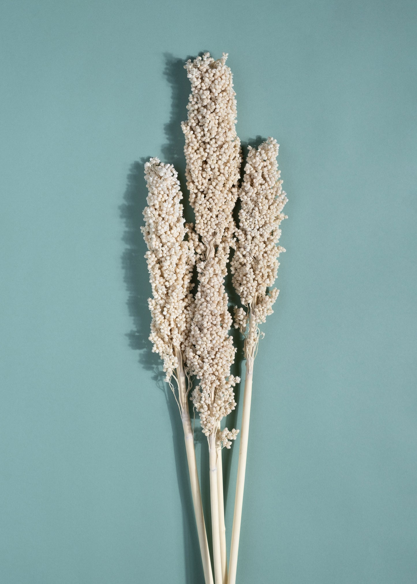 Mais Bianca Corn Stems Set (Set of 5 Sticks)