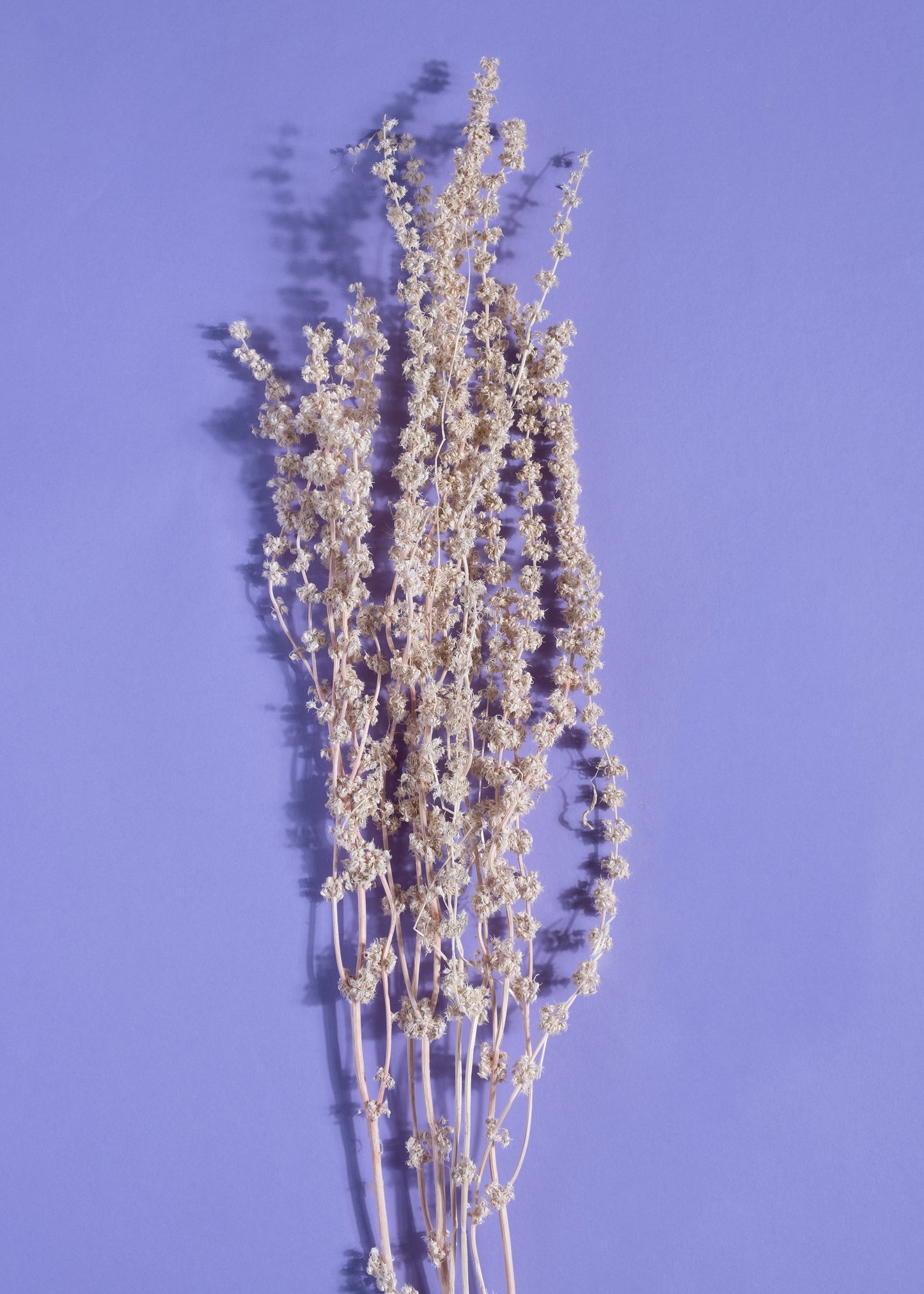 Serene Flow Curve Vase with Dawn Blush Stag Grass