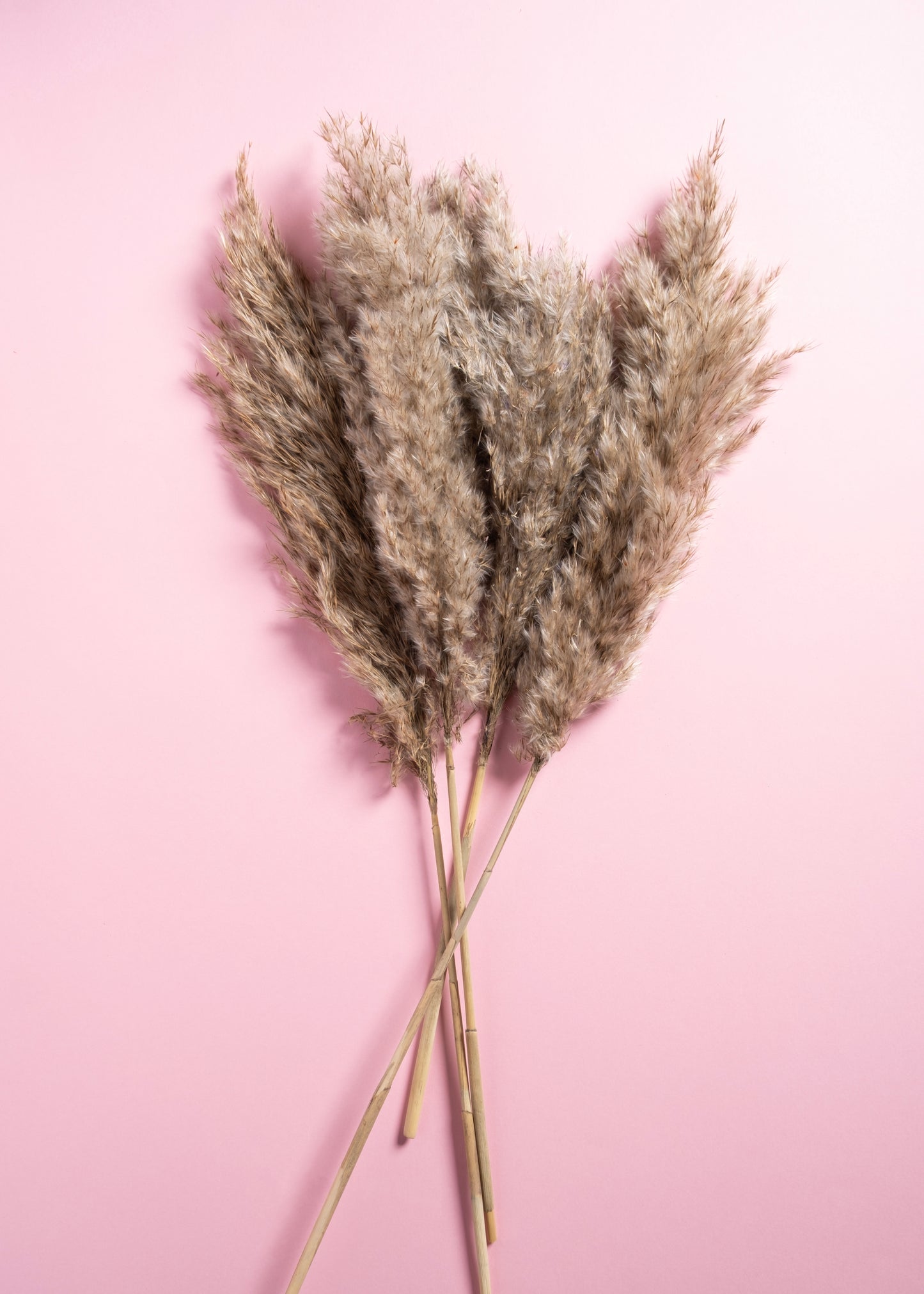 Aura Orb Trio with Dune Whisper Pampas