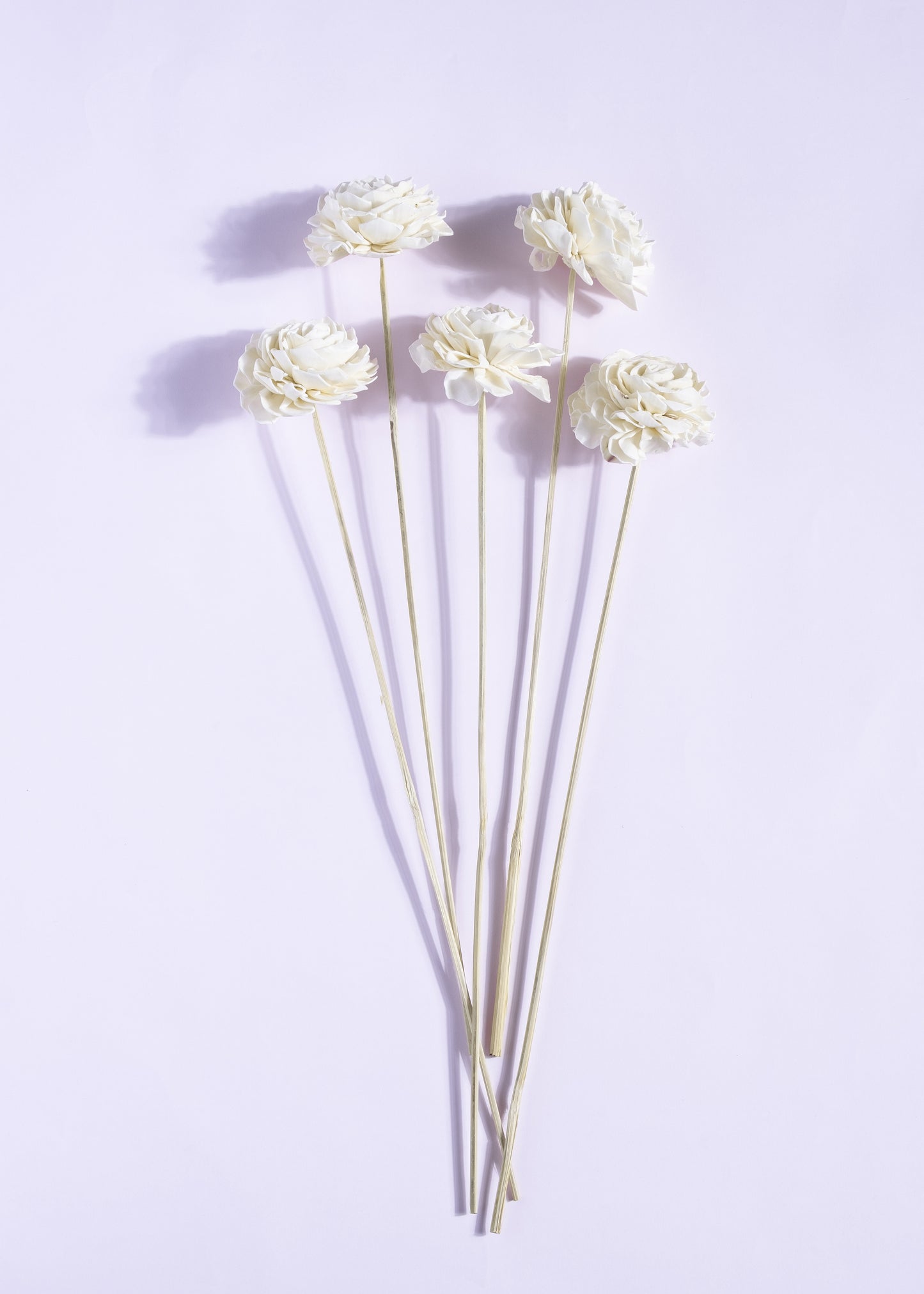Sola Bingo Bianca Bloom 8 cm On Stem