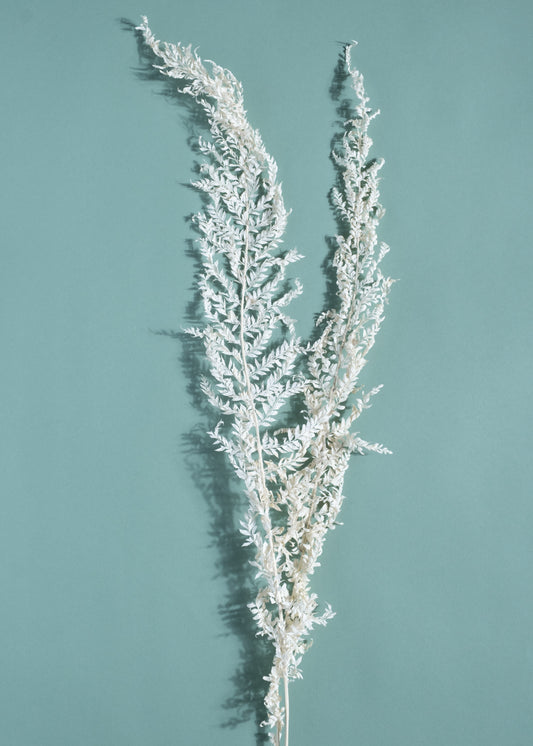 Cloud Fern Bloom