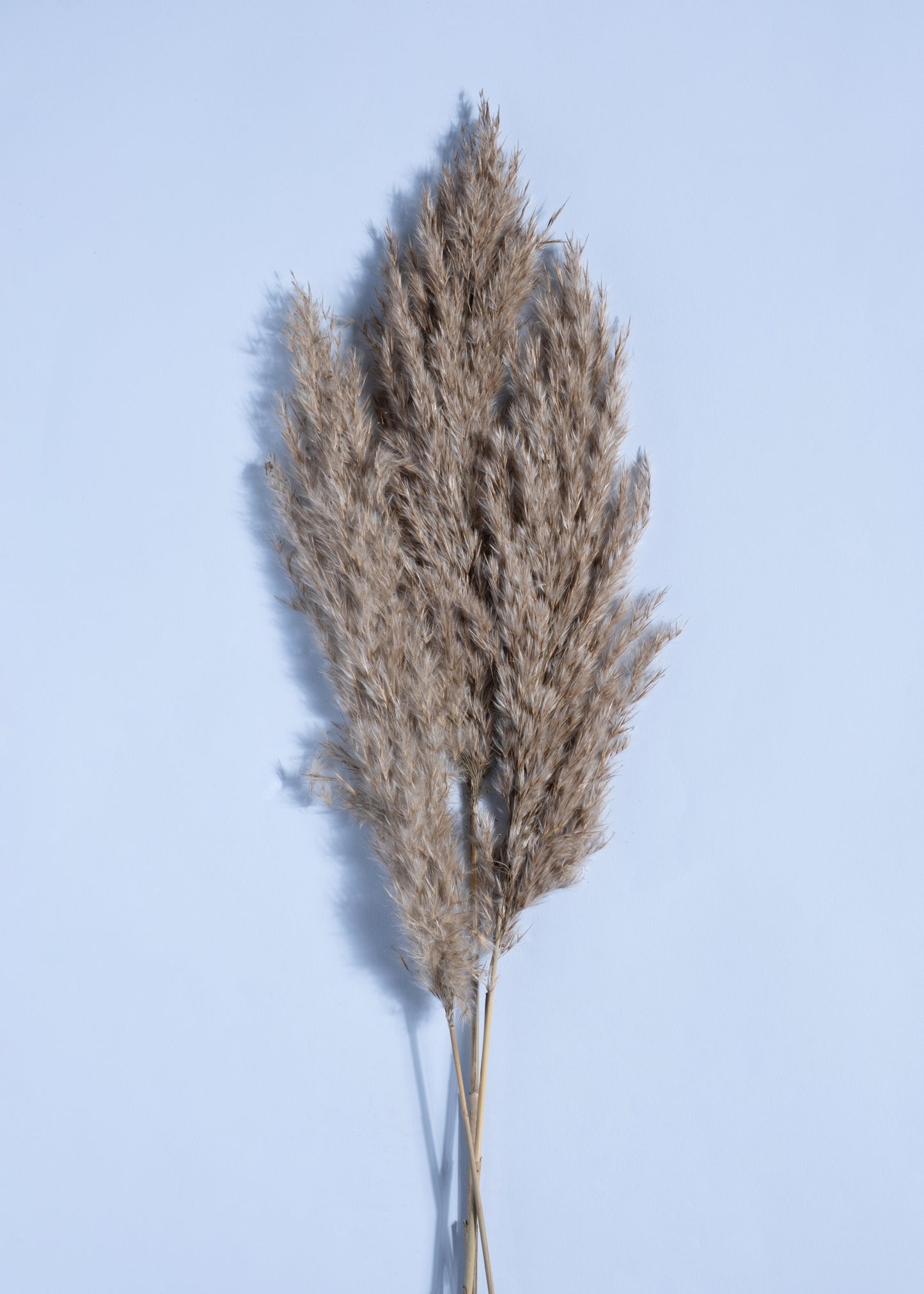 Dune Whisper Pampas
