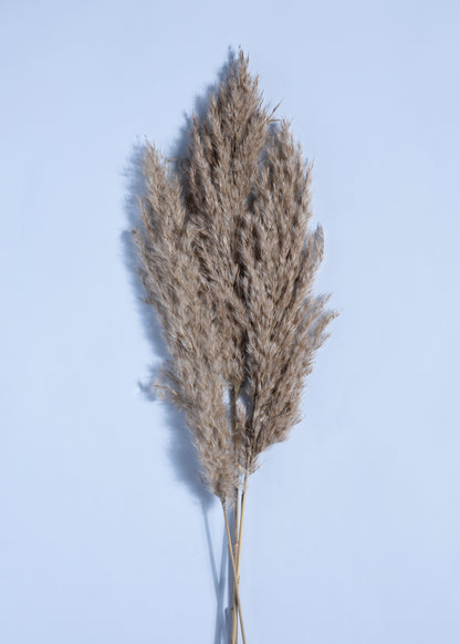 Dune Whisper Pampas