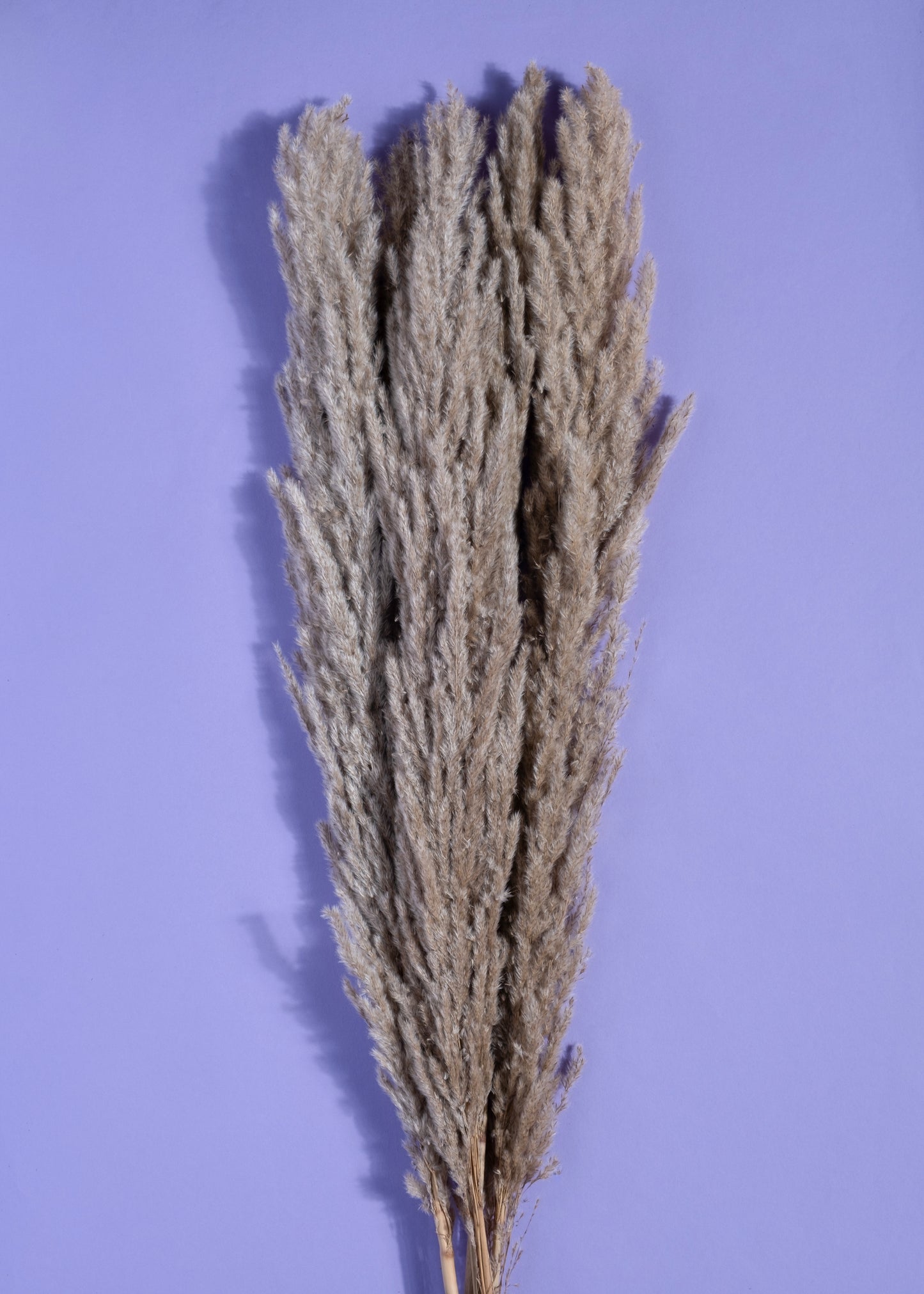Solace Dune with Luna Mist Pampas
