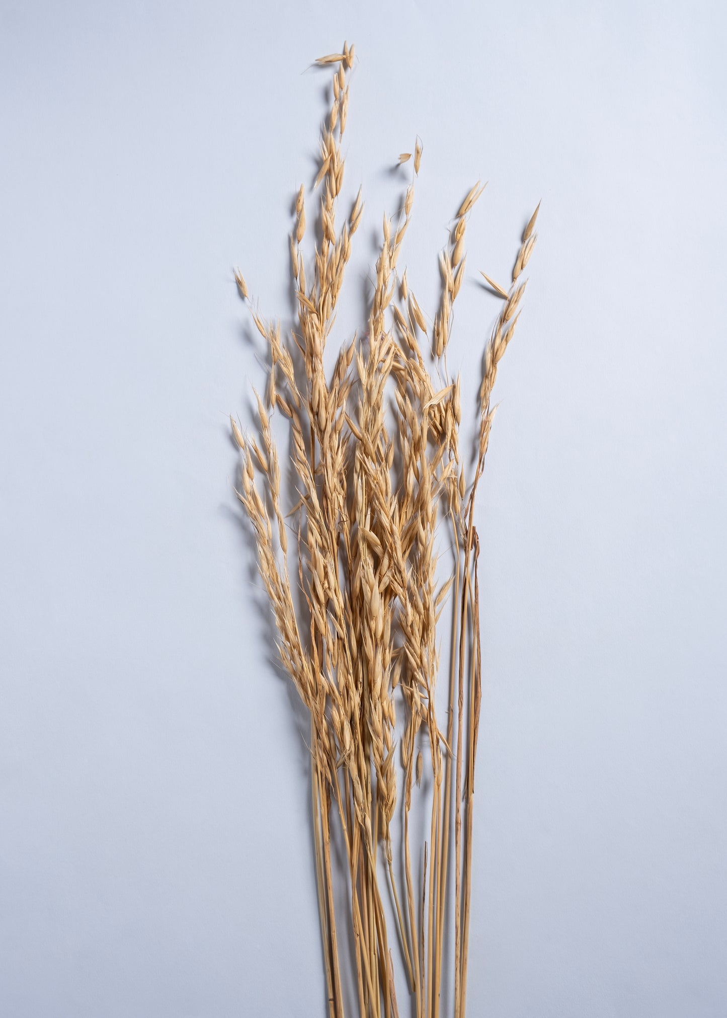 Linea Aura Set with Savanna Drift Grass