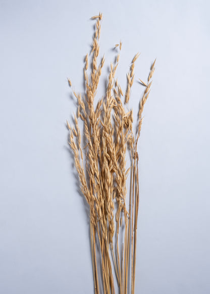 Linea Aura Set with Savanna Drift Grass